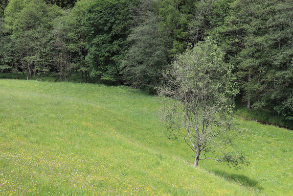 Horní Maršov, Horní Lysečiny, 11.6.2022
Údolí Lysečinského potoka.
Keywords: Horní Maršov Horní Lysečiny Lysečinský potok Aplotarsus angustulus