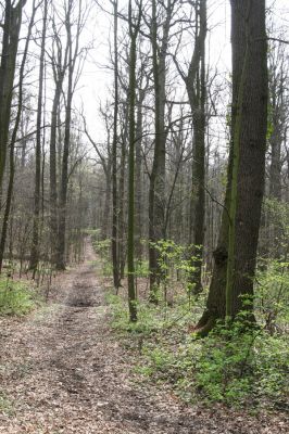Heřmanův Městec, 19.4.2012
Přírodní park Heřmanův Městec.

Klíčová slova: Heřmanův Městec přírodní park