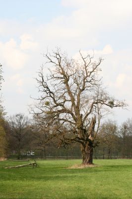 Heřmanův Městec, 19.4.2012
Přírodní park Heřmanův Městec.



Klíčová slova: Heřmanův Městec přírodní park