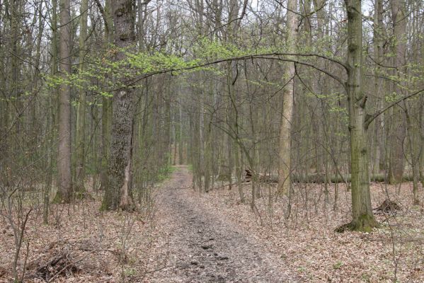 Heřmanův Městec, 19.4.2012
Přírodní park Heřmanův Městec.



Schlüsselwörter: Heřmanův Městec přírodní park