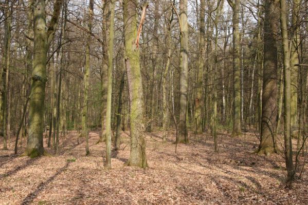 Heřmanův Městec, 19.4.2012
Přírodní park Heřmanův Městec.



Klíčová slova: Heřmanův Městec přírodní park