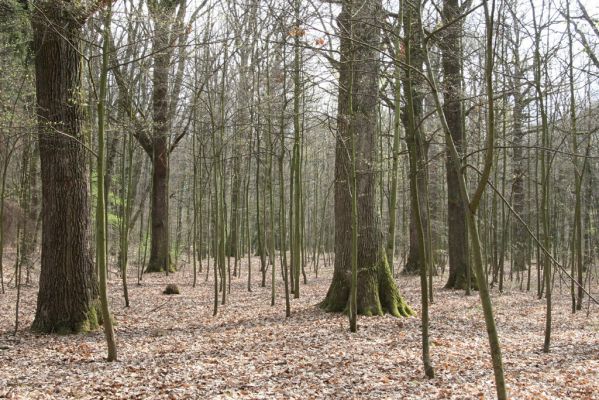 Heřmanův Městec, 19.4.2012
Přírodní park Heřmanův Městec.



Klíčová slova: Heřmanův Městec přírodní park