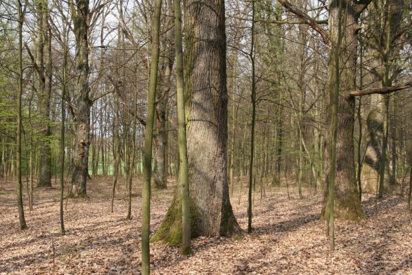 Heřmanův Městec, 19.4.2012
Přírodní park Heřmanův Městec.



Schlüsselwörter: Heřmanův Městec přírodní park