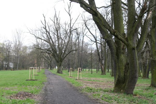 Heřmanův Městec, 19.4.2012
Městský park na území bývalé Bažantnice.
Klíčová slova: Heřmanův Městec městský park bývalá Bažantnice