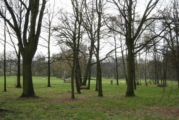 Heřmanův Městec, 19.4.2012
Městský park na území bývalé Bažantnice.
Klíčová slova: Heřmanův Městec městský park bývalá Bažantnice