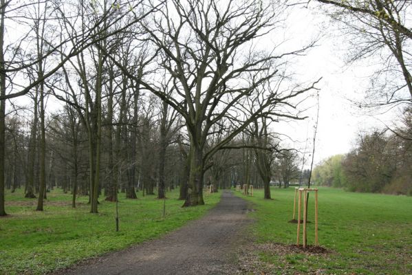Heřmanův Městec, 19.4.2012
Městský park na území bývalé Bažantnice.
Klíčová slova: Heřmanův Městec městský park bývalá Bažantnice