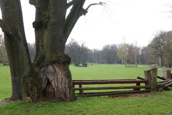 Heřmanův Městec, 19.4.2012
Městský park na území bývalé Bažantnice.
Klíčová slova: Heřmanův Městec městský park bývalá Bažantnice