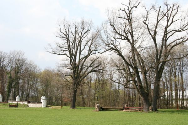 Heřmanův Městec, 19.4.2012
Městský park na území bývalé Bažantnice.
Klíčová slova: Heřmanův Městec městský park bývalá Bažantnice