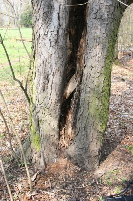 Heřmanův Městec, 19.4.2012
Městský park na území bývalé Bažantnice. Jírovec osídlený kovaříky Elater ferrugineus.
Klíčová slova: Heřmanův Městec městský park bývalá Bažantnice Elater ferugineus