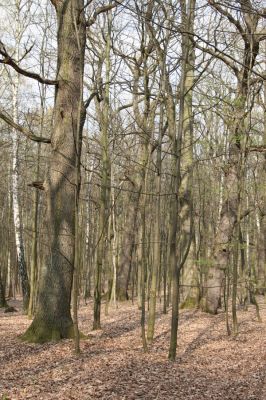 Heřmanův Městec, 19.4.2012
Přírodní park Heřmanův Městec.



Klíčová slova: Heřmanův Městec přírodní park