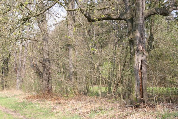 Heřmanův Městec, 19.4.2012
Městský park na území bývalé Bažantnice.
Klíčová slova: Heřmanův Městec městský park bývalá Bažantnice Elater ferugineus