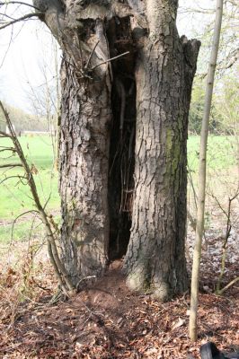 Heřmanův Městec, 19.4.2012
Městský park na území bývalé Bažantnice. Jírovec osídlený kovaříky Elater ferrugineus. 
Klíčová slova: Heřmanův Městec městský park bývalá Bažantnice Elater ferugineus