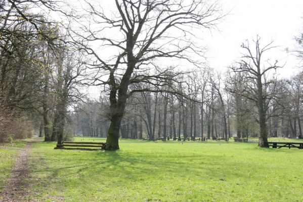 Heřmanův Městec, 19.4.2012
Městský park na území bývalé Bažantnice.
Klíčová slova: Heřmanův Městec městský park bývalá Bažantnice