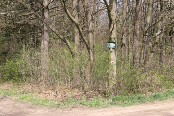 Heřmanův Městec, 19.4.2012
Jižní okraj Bažantnice.
Klíčová slova: Heřmanův Městec Bažantnice