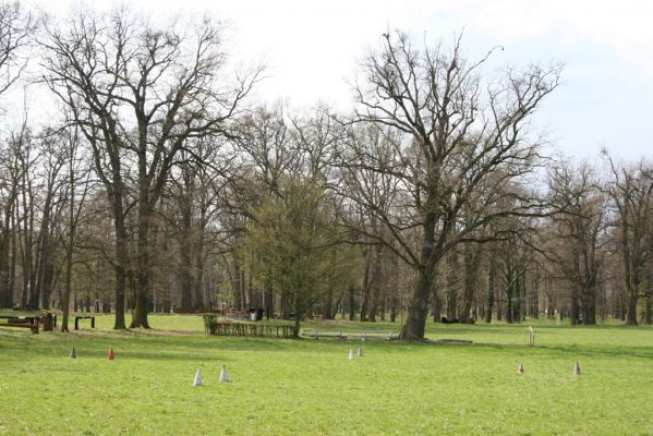 Heřmanův Městec, 19.4.2012
Městský park na území bývalé Bažantnice.
Klíčová slova: Heřmanův Městec městský park bývalá Bažantnice