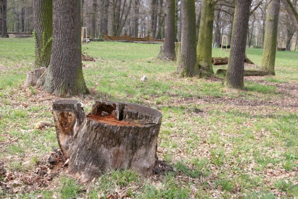 Heřmanův Městec, 19.4.2012
Městský park na území bývalé Bažantnice.
Klíčová slova: Heřmanův Městec městský park bývalá Bažantnice