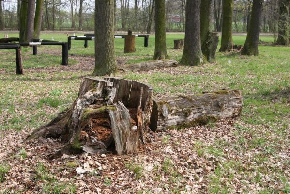 Heřmanův Městec, 19.4.2012
Městský park na území bývalé Bažantnice.
Klíčová slova: Heřmanův Městec městský park bývalá Bažantnice