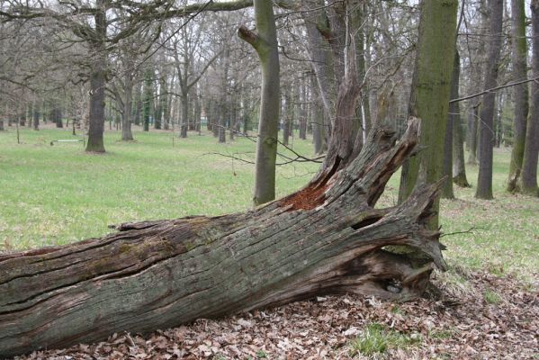 Heřmanův Městec, 19.4.2012
Městský park na území bývalé Bažantnice.
Klíčová slova: Heřmanův Městec městský park bývalá Bažantnice