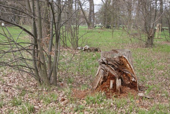 Heřmanův Městec, 19.4.2012
Městský park na území bývalé Bažantnice.
Klíčová slova: Heřmanův Městec městský park bývalá Bažantnice