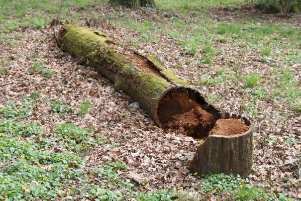 Heřmanův Městec, 19.4.2012
Městský park na území bývalé Bažantnice.
Klíčová slova: Heřmanův Městec městský park bývalá Bažantnice Lacon querceus