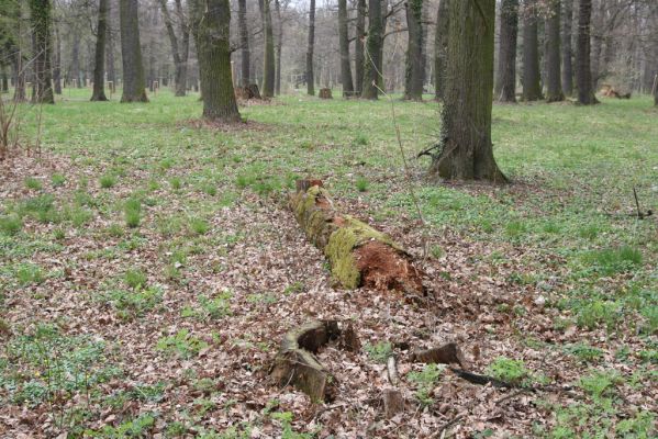Heřmanův Městec, 19.4.2012
Městský park na území bývalé Bažantnice.
Klíčová slova: Heřmanův Městec městský park bývalá Bažantnice Lacon querceus