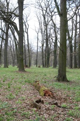 Heřmanův Městec, 19.4.2012
Městský park na území bývalé Bažantnice.
Klíčová slova: Heřmanův Městec městský park bývalá Bažantnice Lacon querceus