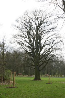Heřmanův Městec, 19.4.2012
Městský park na území bývalé Bažantnice.
Klíčová slova: Heřmanův Městec městský park bývalá Bažantnice