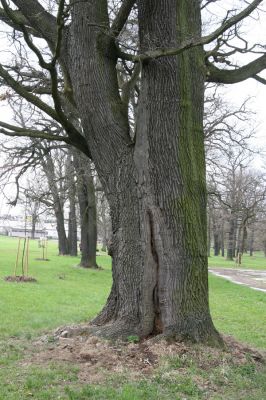 Heřmanův Městec, 19.4.2012
Městský park na území bývalé Bažantnice.
Klíčová slova: Heřmanův Městec městský park bývalá Bažantnice