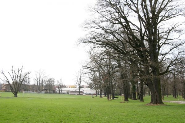 Heřmanův Městec, 19.4.2012
Městský park na území bývalé Bažantnice.
Klíčová slova: Heřmanův Městec městský park bývalá Bažantnice