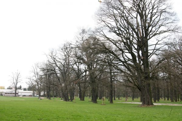 Heřmanův Městec, 19.4.2012
Městský park na území bývalé Bažantnice.
Klíčová slova: Heřmanův Městec městský park bývalá Bažantnice