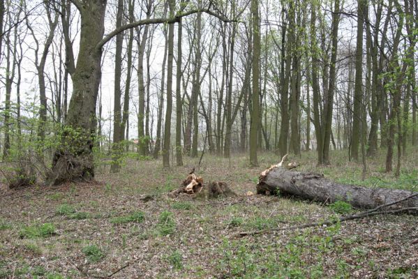 Heřmanův Městec, 19.4.2012
Přírodní park Heřmanův Městec.



Klíčová slova: Heřmanův Městec přírodní park