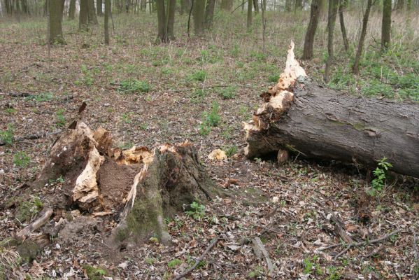 Heřmanův Městec, 19.4.2012
Přírodní park Heřmanův Městec.



Klíčová slova: Heřmanův Městec přírodní park