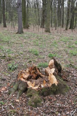 Heřmanův Městec, 19.4.2012
Přírodní park Heřmanův Městec.



Klíčová slova: Heřmanův Městec přírodní park