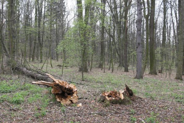 Heřmanův Městec, 19.4.2012
Přírodní park Heřmanův Městec.



Klíčová slova: Heřmanův Městec přírodní park