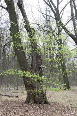 Heřmanův Městec, 19.4.2012
Přírodní park Heřmanův Městec.



Klíčová slova: Heřmanův Městec přírodní park