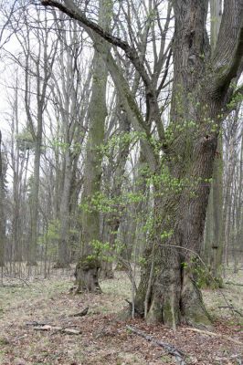 Heřmanův Městec, 19.4.2012
Přírodní park Heřmanův Městec.



Klíčová slova: Heřmanův Městec přírodní park