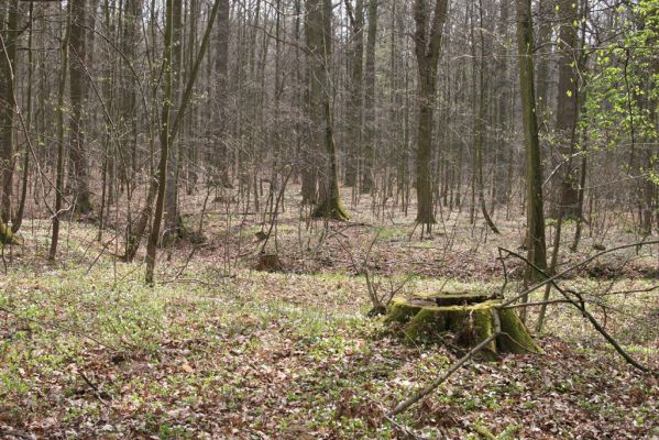 Heřmanův Městec, 19.4.2012
Přírodní park Heřmanův Městec.


Keywords: Heřmanův Městec přírodní park