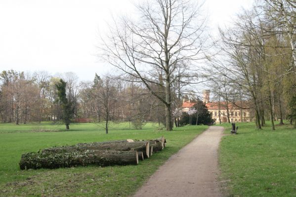 Heřmanův Městec, 19.4.2012
Zámecký park.
Klíčová slova: Heřmanův Městec zámecký park