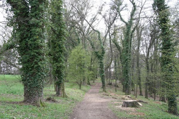 Heřmanův Městec, 19.4.2012
Zámecký park – Stará obora.



Klíčová slova: Heřmanův Městec Zámecký park Stará obora