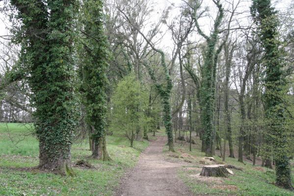 Heřmanův Městec, 19.4.2012
Zámecký park – Stará obora.



Keywords: Heřmanův Městec Zámecký park Stará obora