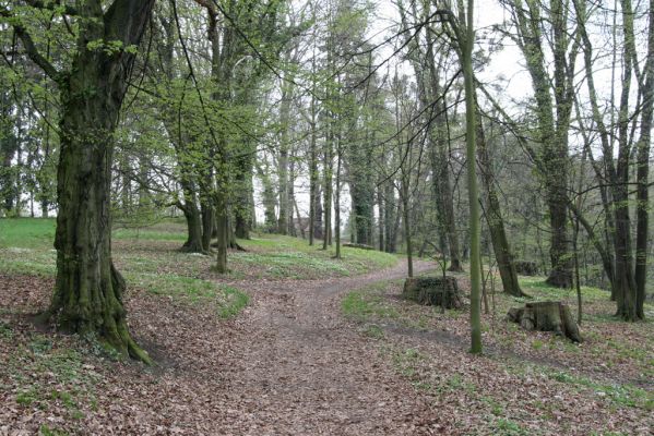 Heřmanův Městec, 19.4.2012
Zámecký park – Stará obora.



Klíčová slova: Heřmanův Městec Zámecký park Stará obora