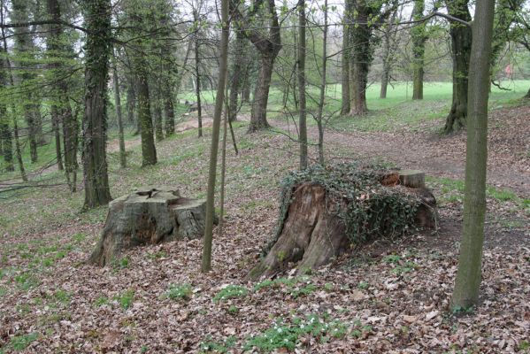 Heřmanův Městec, 19.4.2012
Zámecký park – Stará obora.



Klíčová slova: Heřmanův Městec Zámecký park Stará obora