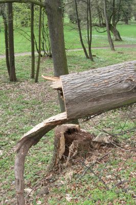 Heřmanův Městec, 19.4.2012
Zámecký park – Stará obora.


Klíčová slova: Heřmanův Městec Zámecký park Stará obora