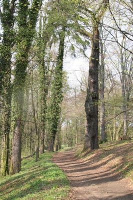 Heřmanův Městec, 19.4.2012
Zámecký park – Stará obora.



Klíčová slova: Heřmanův Městec Zámecký park Stará obora