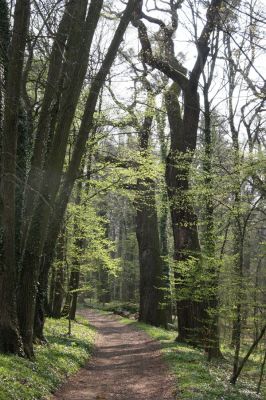 Heřmanův Městec, 19.4.2012
Zámecký park – Stará obora.



Keywords: Heřmanův Městec Zámecký park Stará obora