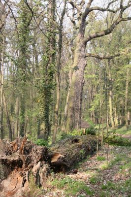 Heřmanův Městec, 19.4.2012
Zámecký park – Stará obora.



Klíčová slova: Heřmanův Městec Zámecký park Stará obora