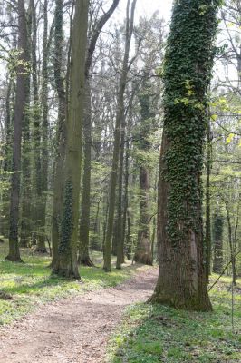 Heřmanův Městec, 19.4.2012
Zámecký park – Stará obora.



Klíčová slova: Heřmanův Městec Zámecký park Stará obora