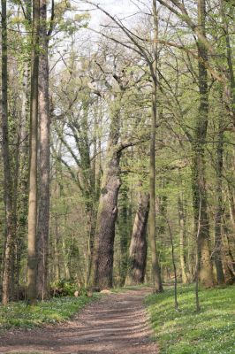 Heřmanův Městec, 19.4.2012
Zámecký park – Stará obora.


Klíčová slova: Heřmanův Městec Zámecký park Stará obora
