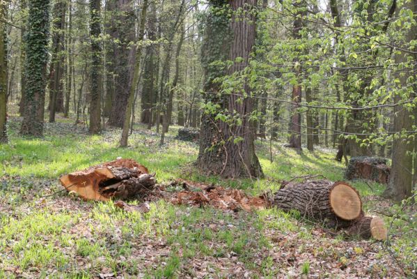 Heřmanův Městec, 19.4.2012
Zámecký park – Stará obora. Odlomená část kmene dubu osídlená kovaříky Lacon querceus.



Klíčová slova: Heřmanův Městec Zámecký park Stará obora Lacon querceus