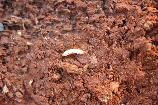 Heřmanův Městec, 19.4.2012
Zámecký park – Stará obora. Larva kovaříka Lacon querceus.
Klíčová slova: Heřmanův Městec Zámecký park Stará obora Lacon querceus
